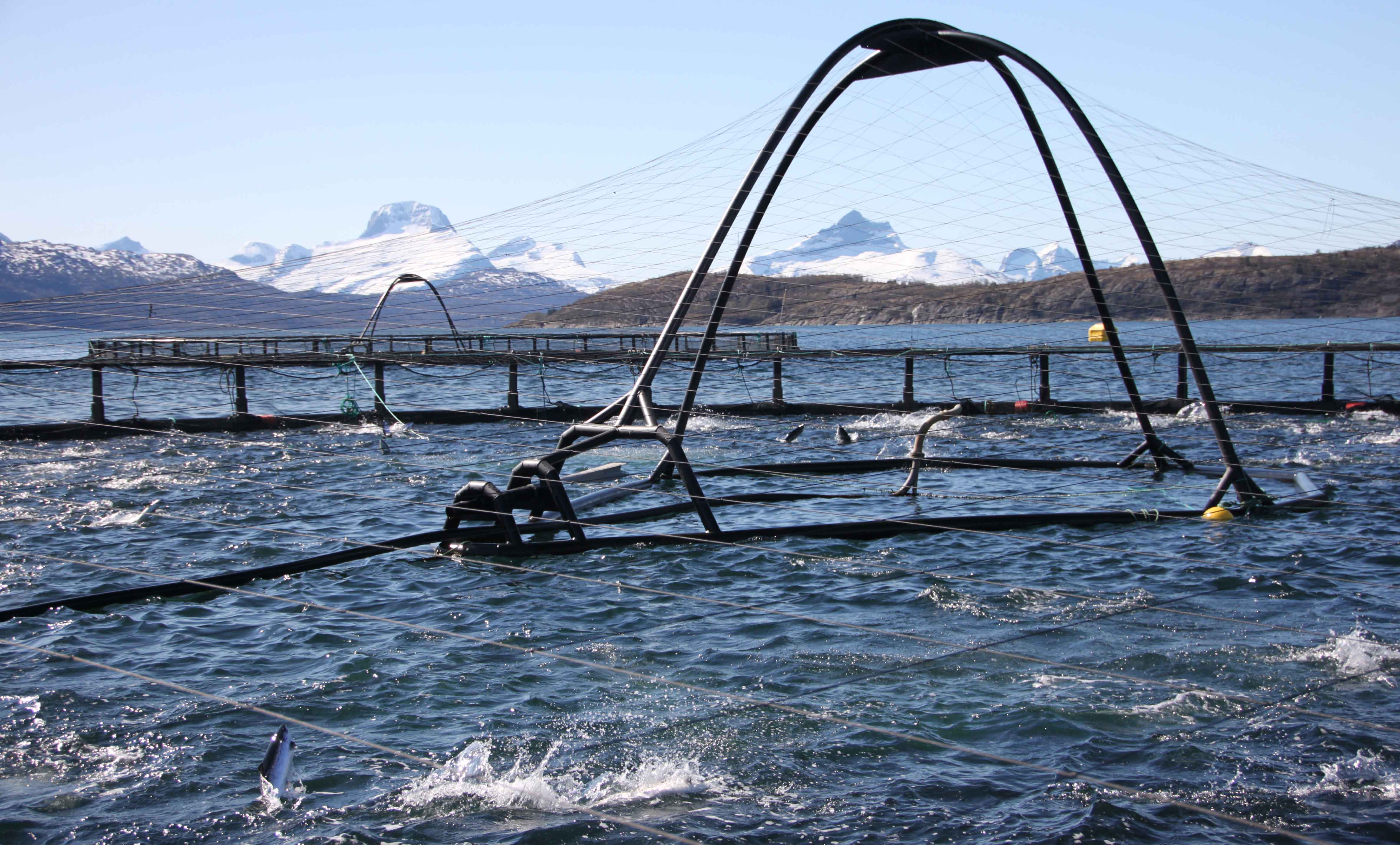 Marine Harvest Norway AS avd Jøkelfjord